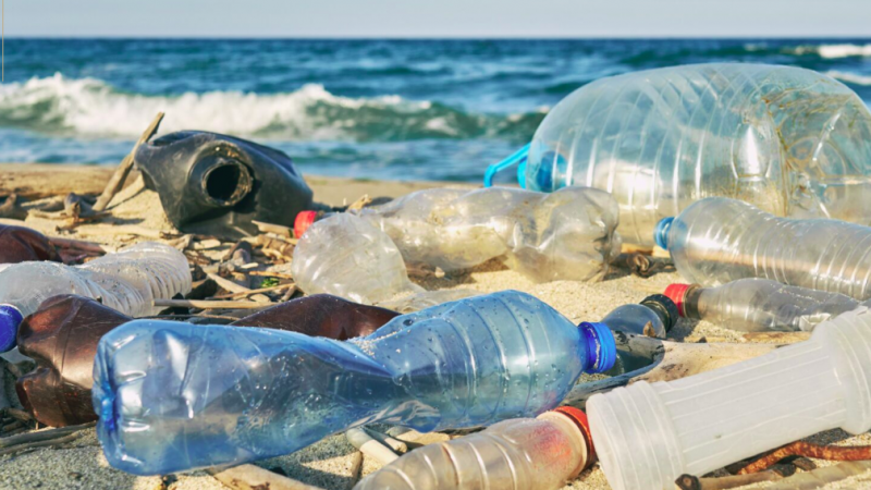 Reducing Plastic Pollution One Lunch Bag At A Time